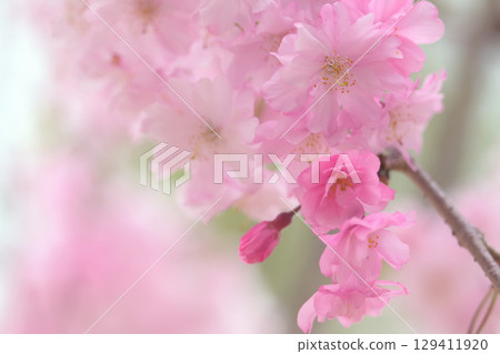 垂枝櫻花在春風中搖曳 垂枝櫻花在春風中搖曳 129411920