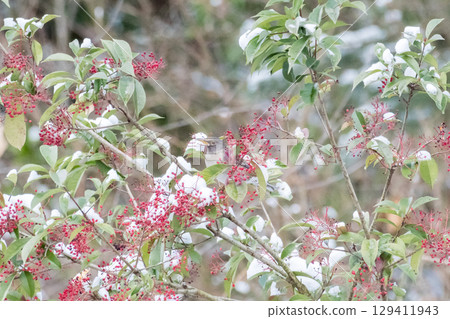 [Wild bird] A white-throated sparrow came to target a nandina 129411943