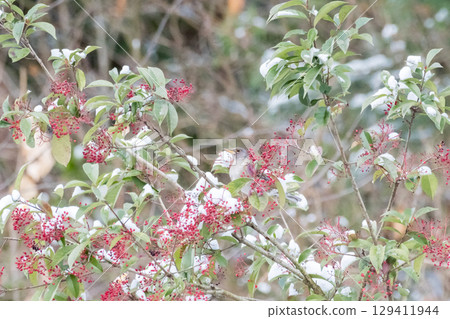 [Wild bird] A white-throated sparrow came to target a nandina 129411944