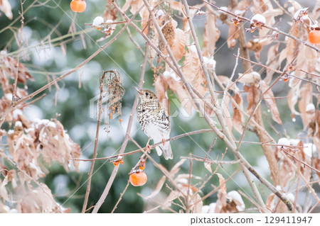 [Wild bird] Brown thrush coming to target persimmons 129411947