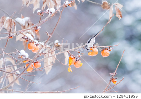 [Wild bird] Long-tailed tit eating a persimmon 129411959