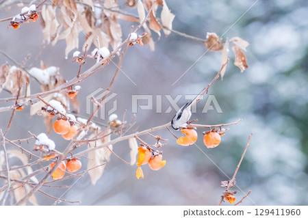 [Wild bird] Long-tailed tit eating a persimmon 129411960
