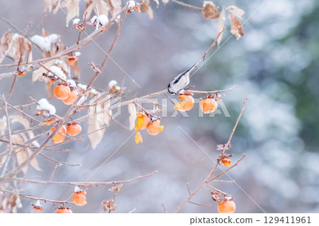 [Wild bird] Long-tailed tit eating a persimmon 129411961