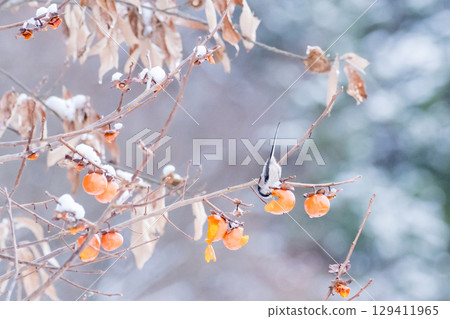 [Wild bird] Long-tailed tit eating a persimmon 129411965
