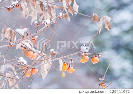 [Wild bird] Long-tailed tit eating a persimmon 129411972