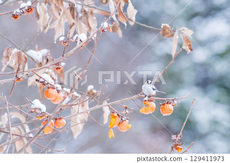 [Wild bird] Long-tailed tit eating a persimmon 129411973