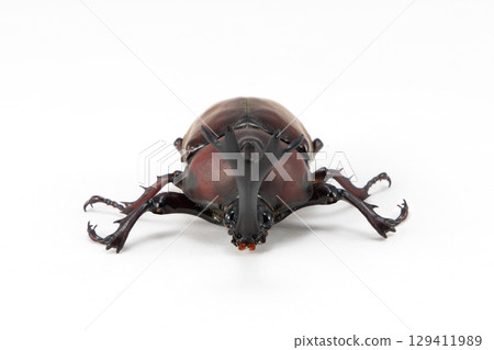 Rhinoceros beetle white background 129411989