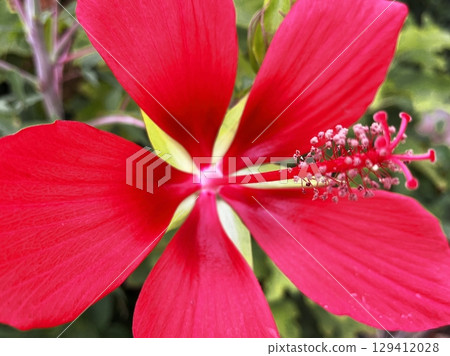 紅花（楓樹） 129412028