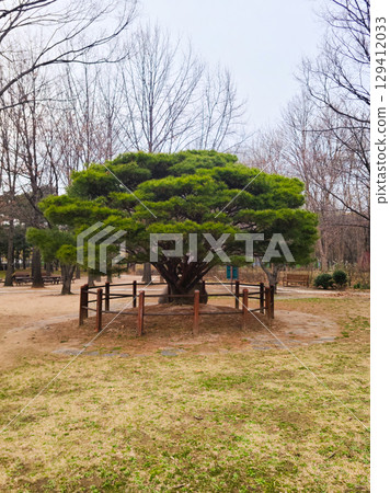 Japanese red pine. Pinus Densiflora Plant Growing in The Garden in Korea 129412033