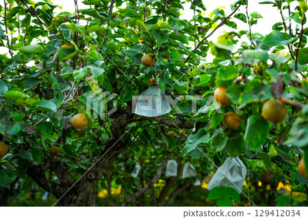 Asian nashi pears on a tree in bright summer sunlight at a home garden 129412034