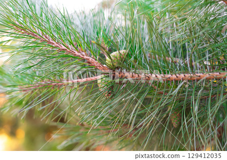Vibrant green pine cones, still young. A close-up the beauty of nature 129412035