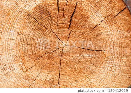 View through a cross section of a felled conifer tree 129412039