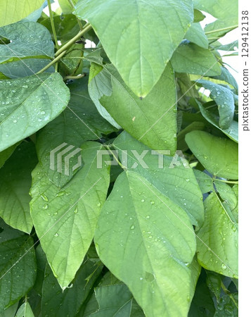 Large leaves of Mucuna pruriens 129412138
