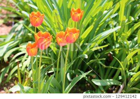 Vivid tulip flowers 129412142