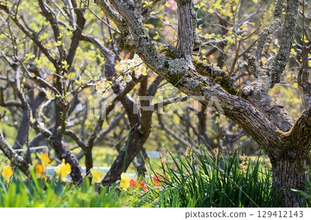 Refreshing pear blossoms 129412143