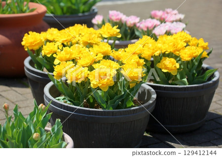 Tulip Flower Ballerina Tulip Flower Ballerina 129412144