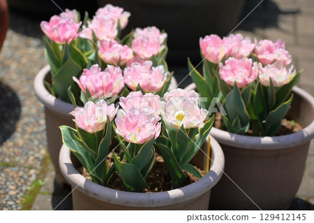 Refreshing tulip flowers 129412145