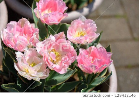 清新的鬱金香花 清新的鬱金香花 129412146