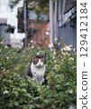 A local cat, pheasant and white, standing among wildflowers on a street corner A local cat, pheasant and white, standing among wildflowers on a street corner 129412184