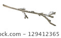 A bare tree branch covered with frost, snow and ice. Watercolor illustration of a hoarfrost wood stick. Hand drawn vintage sketch on white isolated background. Water color painting art image 129412365