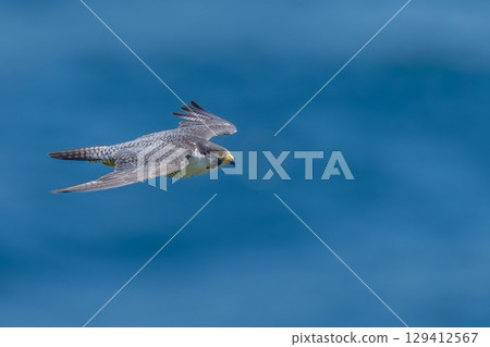 一隻成年遊隼在平靜的日本海背景下平靜地飛翔 一隻成年遊隼在平靜的日本海背景下平靜地飛翔 129412567