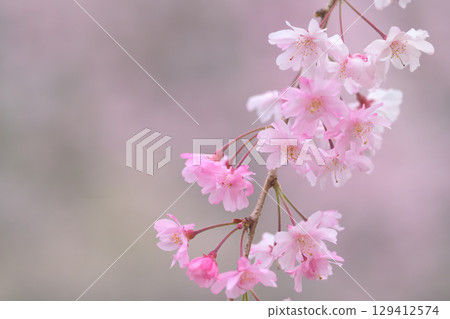 垂枝櫻花只能在柔和的春風中搖曳 垂枝櫻花只能在柔和的春風中搖曳 129412574