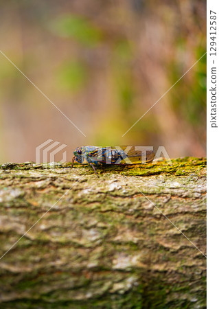 A cicada sits on a tree on hot summer day, closeup shot. Slow motion. Korea 129412587