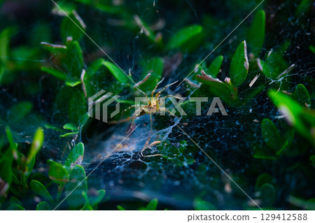Spider web on green bushes in a natural forest 129412588