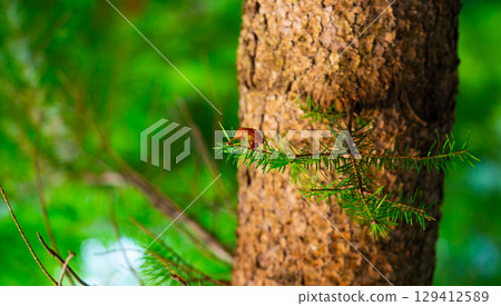 Closeup Insect cicada moult on the big tree in the forest Closeup Insect cicada moult on the big tree in the forest 129412589