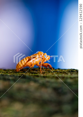 Closeup Insect cicada moult on the big tree in the forest 129412590