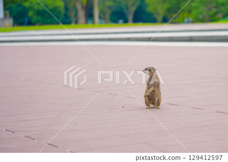 View of a meerkat sitting on a wooden floor in the park 129412597