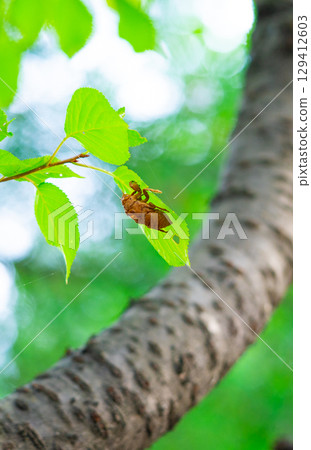 Closeup Insect cicada moult on the big tree in the forest Closeup Insect cicada moult on the big tree in the forest 129412603