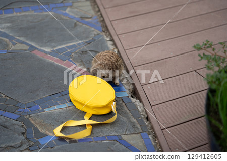 View of a meerkat climbs into yellow bag View of a meerkat climbs into yellow bag 129412605