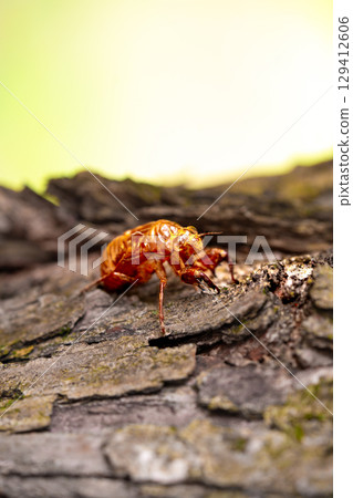 Closeup Insect cicada moult on the big tree in the forest 129412606