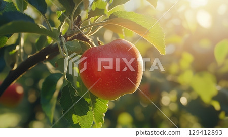 Red apple in tree with macro backlight bokeh background summer nature 129412893