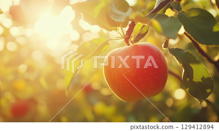 Red apple in tree with macro backlight bokeh background summer nature 129412894