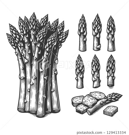Asparagus Spears engraving vector illustration 129413334