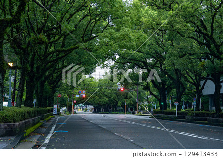 清晨的縣廳樟樹林蔭道 129413433