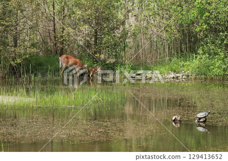 A deer A deer 129413652