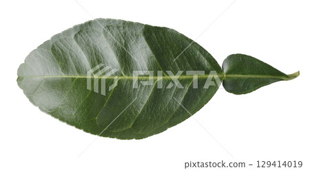 Green leaves of lemon and citrus leaves isolated on a white background 129414019