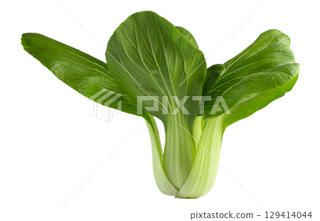 Young organic white bok choy or bak choi Chinese cabbage isolated on white backgound 129414044