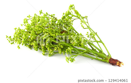 Siamese neem tree, Nim, Margosa isolated on white background. 129414061