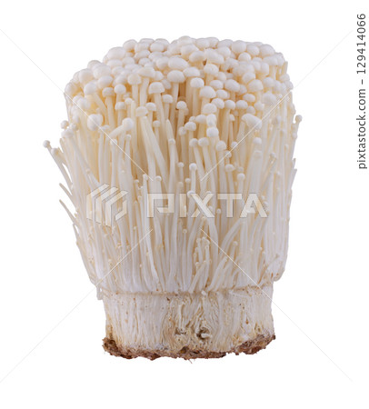 Fresh golden needle mushroom or enoki isolated on white background. Fresh golden needle mushroom or enoki isolated on white background. 129414066