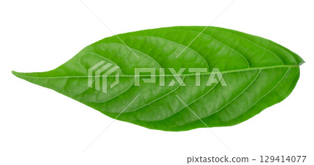 A close-up of vibrant green leaves on a white background 129414077
