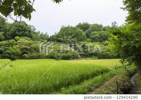橫濱市戶塚區舞岡故裡公園的稻田 129414290