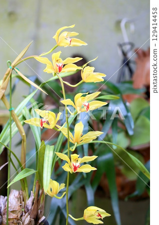 Cymbidium Flowers James Doris Doll 129414458