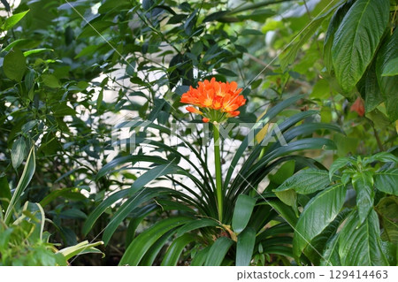 Kunsiran flowers Kunsiran flowers 129414463