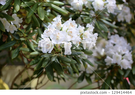 Refreshing Rhododendron niitaka flowers Refreshing Rhododendron niitaka flowers 129414464