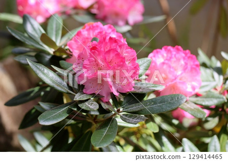 Rhododendron flower Yokohama Rhododendron flower Yokohama 129414465