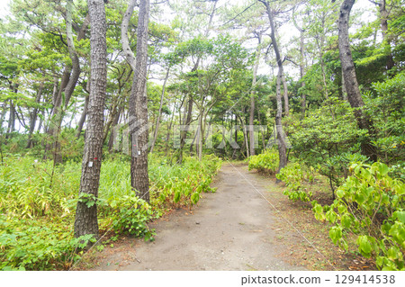 葉山潮騷公園的夏天 129414538